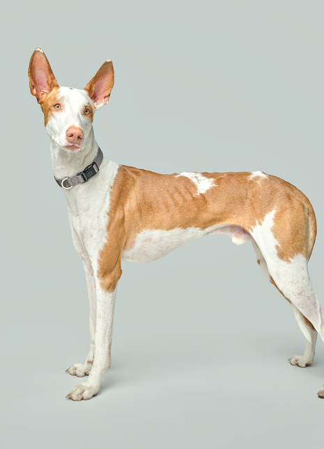 City Collar - Steel - Pup List