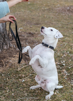 Traditional Black Leather Dog Collar