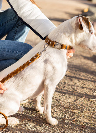 Bestseller Quick-Release Earth Brown Leather Dog Collar with Metal Buckle