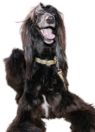 Champagne Gold Cactus Leash