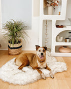 PupRug by Paw.com® Faux Fur Orthopedic Dog Bed - Curve White with Brown Accents