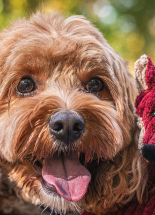 Woodland HuggleFlatties™ Assorted Durable Plush Dog Toys (3pk)