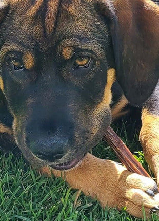 6 Inch Beef Jerky Stick