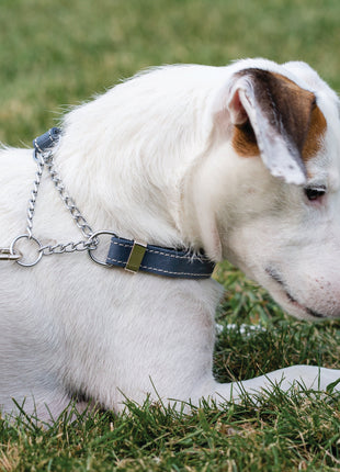 Martingale Blue Jeans Leather Dog Collar