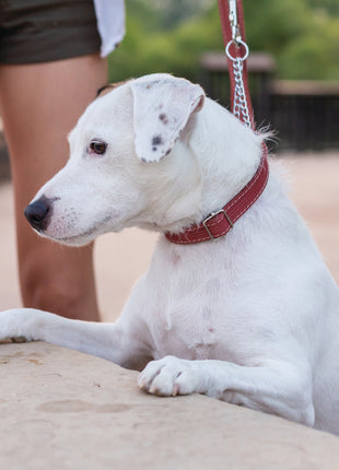 Martingale Coral Reef Leather Dog Collar