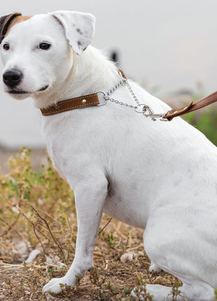 Martingale Earth Brown Leather Dog Collar