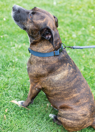 Sport Style Blue Jeans Leather Dog Collar