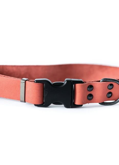 Sport Style Coral Reef Leather Dog Collar
