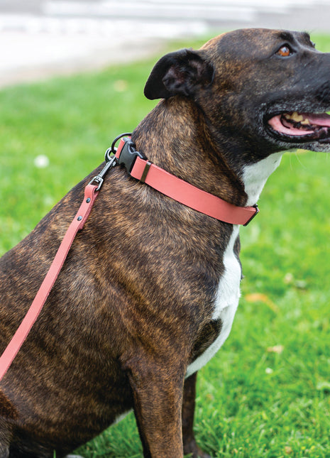 Sport Style Coral Reef Leather Leash