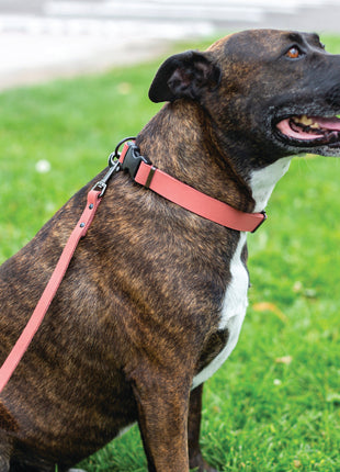 Sport Style Coral Reef Leather Dog Collar
