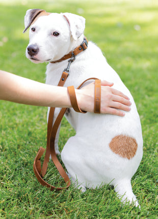 Sport Style Earth Brown Leather Dog Collar