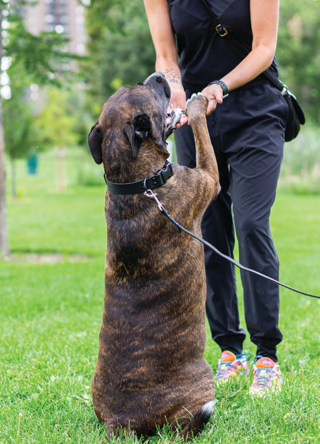 Sport Style Midnight Black Leather Leash