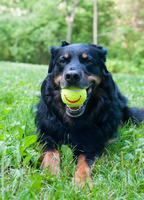 Happy Tennis Ball - Pup List