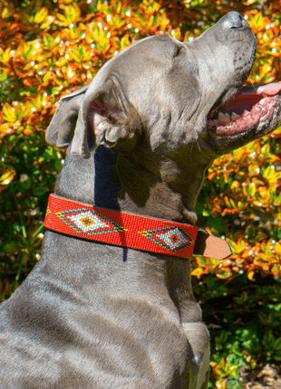 Red Vogue Sambboho dog collar