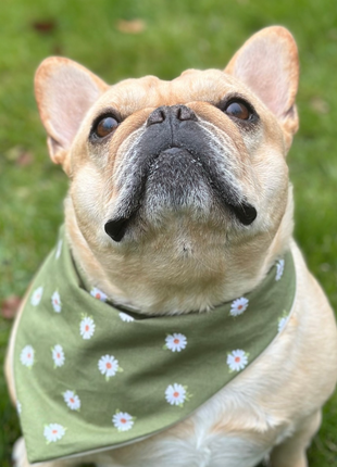 Daisy Dog Bandana