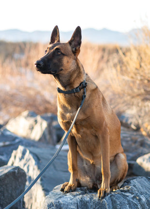 Waterproof Charcoal Super Soft PVC Dog Collar