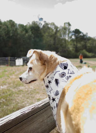 "Adventure" Dog Bandana