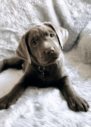 PupProtector™ Short Fur Waterproof Throw Blanket - Polar White