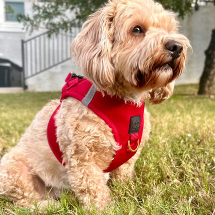 SoHo Dog Harness - Iconic Red