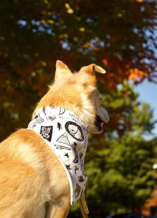 "Adventure" Dog Bandana