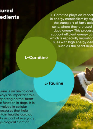 Cardio Support - Pup List