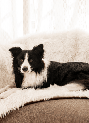 PupProtector™ Waterproof Throw Blanket - Polar White