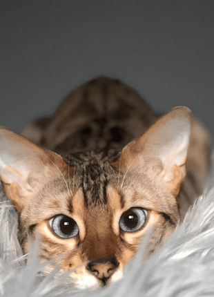 CatNap™ Anti-Scratch & Waterproof Throw Blanket - Grey