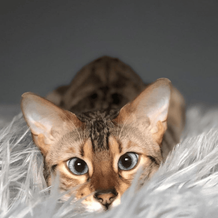 CatNap™ Anti-Scratch & Waterproof Throw Blanket - Grey