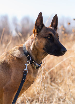 Modern Style Quick-Release Midnight Black Leather Dog Collar
