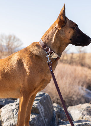 Modern Style Quick-Release Chocolate Leather Dog Collar