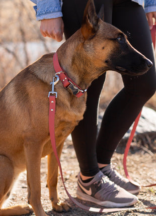 Modern Style Quick-Release Coral Reef Leather Dog Collar
