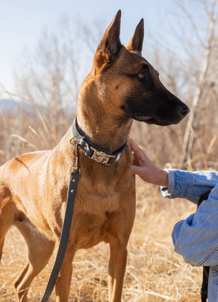 Modern Style Quick-Release Blue Jeans Leather Dog Collar
