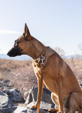 Modern Style Earth Brown Leather Leash