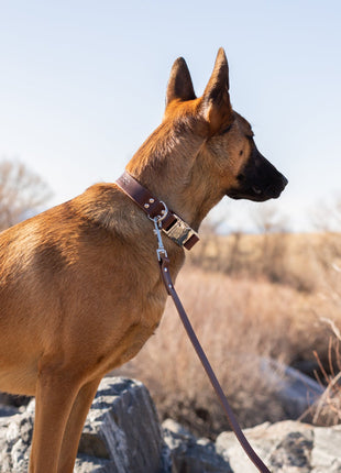 Modern Style Chocolate Leather Leash