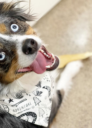 "Adventure" Dog Bandana