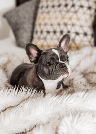 PupProtector™ Waterproof Throw Blanket - White with Brown Accents