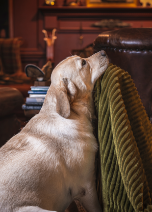 Scout Blankie Double-Sided Plush Dog Blanket