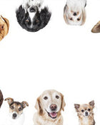Dog Nutrition Online Bundle, 3 Certificate Courses