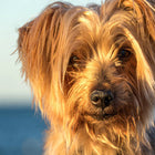 Dog Nutrition Online Bundle, 2 Certificate Courses