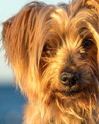 Dog Nutrition Online Bundle, 2 Certificate Courses