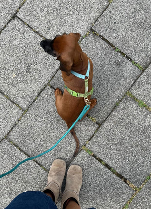 Blue and Green - Dog Harness