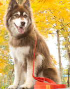 Scarlet Peaks Waterproof Leash