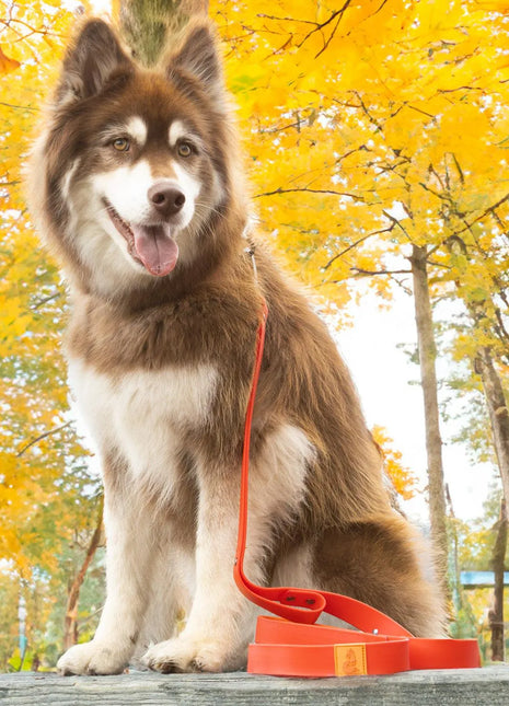 Scarlet Peaks Waterproof Leash