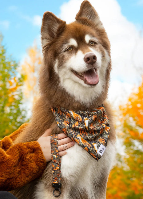 Dog wearing a bandana with a blurred autumn background