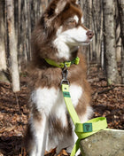 Mossy Pine Waterproof Leash