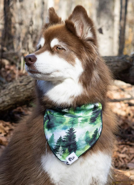 Evergreen Explorer Dog Bandana