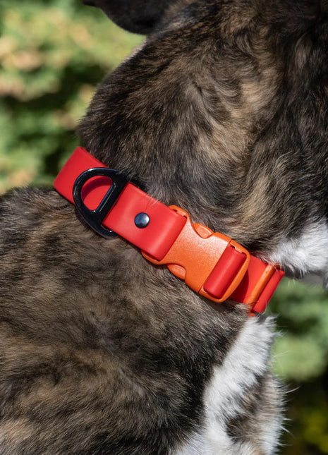 Scarlet Peaks Waterproof Dog Collar