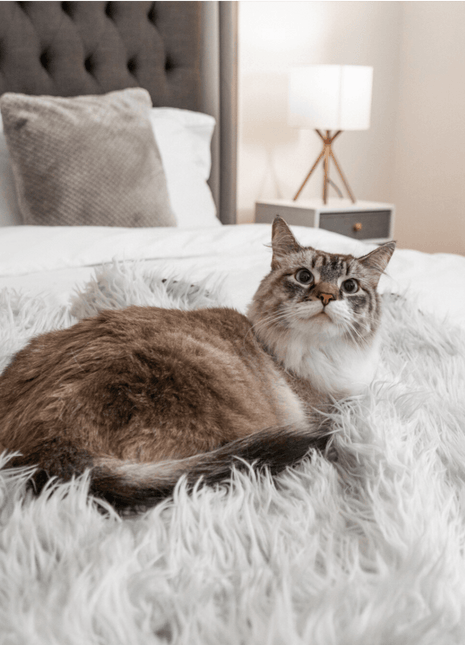 CatNap™ Anti-Scratch & Waterproof Throw Blanket - Grey