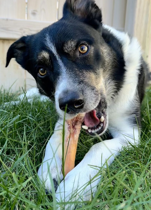 6 Inch Monster Bully Stick