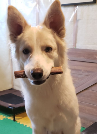 6 Inch Monster Bully Stick